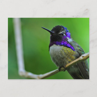 Cartão Postal Cartão-postal Hummingbird