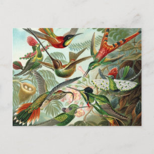 Cartão Postal Cartão-postal Hummingbird