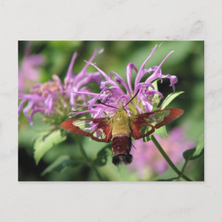 Cartão Postal Cartão-postal Hummingbird Moth
