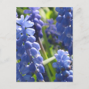 Cartão Postal Cartão-postal - Hyacinth de Uva