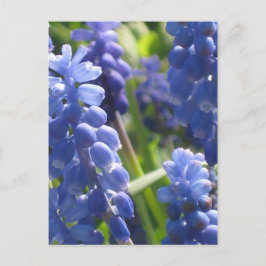 Cartão Postal Cartão-postal - Hyacinth de Uva