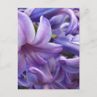 Cartão Postal Cartão-postal Hyacinth Flowers