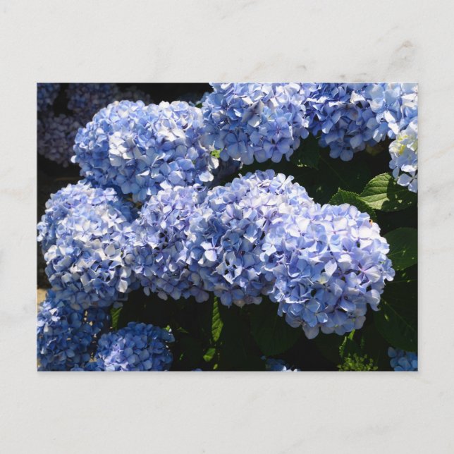 Cartão Postal Cartão-postal Hydrangea azul (Frente)