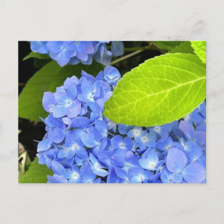 Cartão Postal Cartão-postal Hydrangea azul