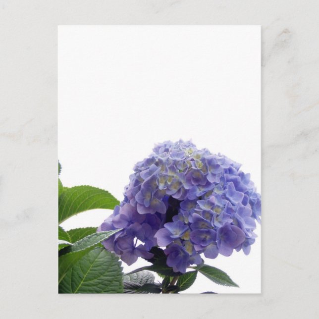 Cartão Postal Cartão-postal Hydrangea Bush (Frente)