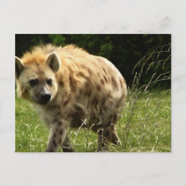 Cartão Postal Cartão-postal Hyena (Frente)