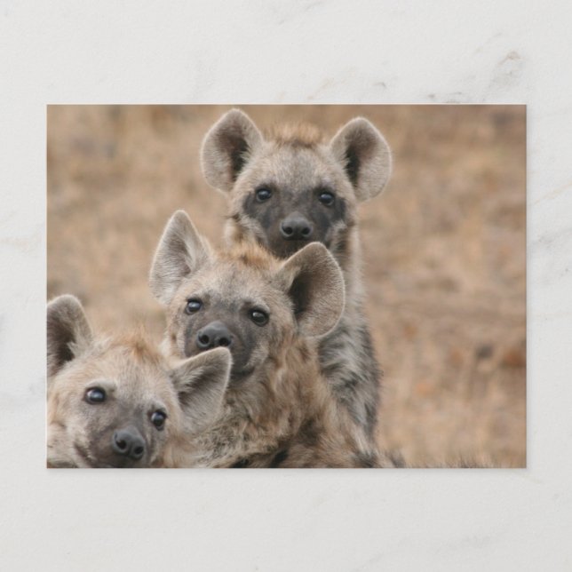 Cartão Postal Cartão-postal Hyenas (Frente)
