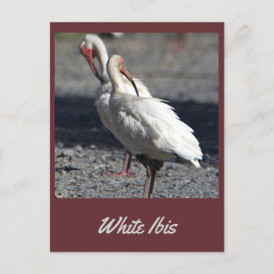 Cartão Postal Cartão-postal Ibis Branco