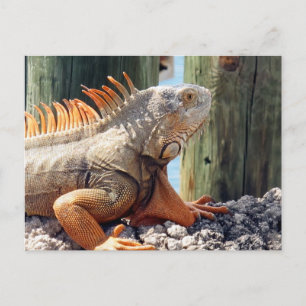 Cartão Postal Cartão-postal Iguana