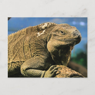 Cartão Postal Cartão-postal Iguana