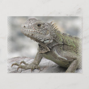 Cartão Postal Cartão-postal Iguana Corado