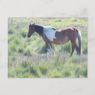 Cartão Postal Cartão-postal: Ilha Assateague, Lar do Famoso Qh