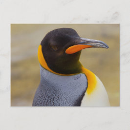 Cartão Postal Cartão-postal Imperador Penguin
