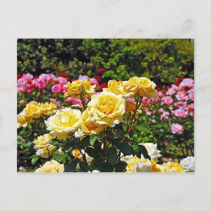 Cartão Postal Cartão-postal impressão de rosas amarelas