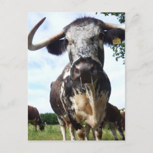 Cartão Postal Cartão-postal inglês Longhorn Cattle