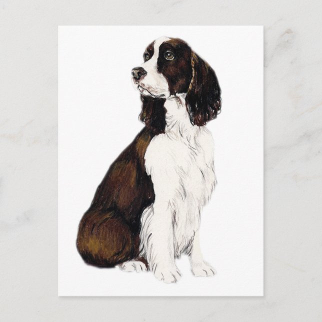 Cartão Postal Cartão-postal inglês Springer Spaniel Dog Art (Frente)