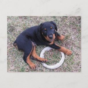 Cartão Postal Cartão-postal "Inocente" do Rottweiler