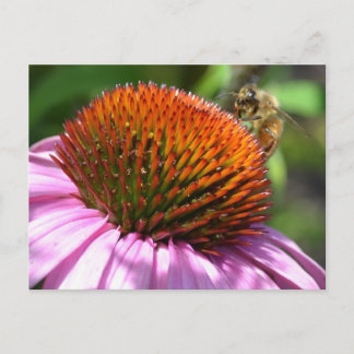 Cartão Postal Cartão-postal Inspiração Echinacea