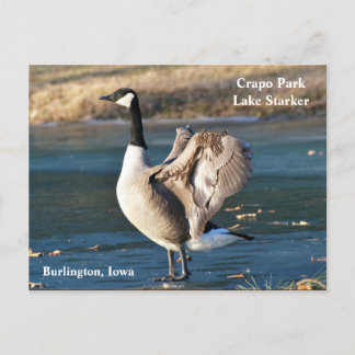 Cartão Postal Cartão-postal, Iowa, Burlington, Crapo Park, Goose