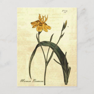 Cartão Postal Cartão-postal Iris Botânico Vintage