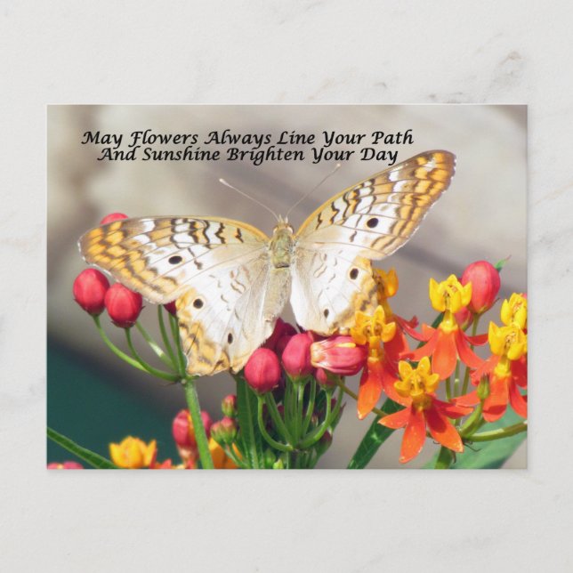 Cartão Postal Cartão-postal irlandês de bênção (Pavão Branco) (Frente)