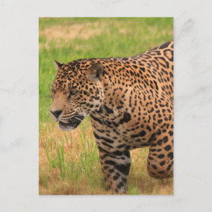 Cartão Postal Cartão-postal Jaguar
