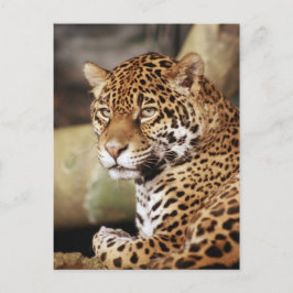 Cartão Postal Cartão-postal Jaguar