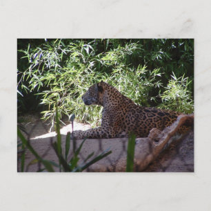 Cartão Postal Cartão-postal Jaguar