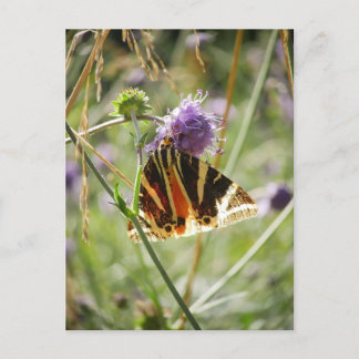 Cartão Postal Cartão-postal Jersey Tiger Moth