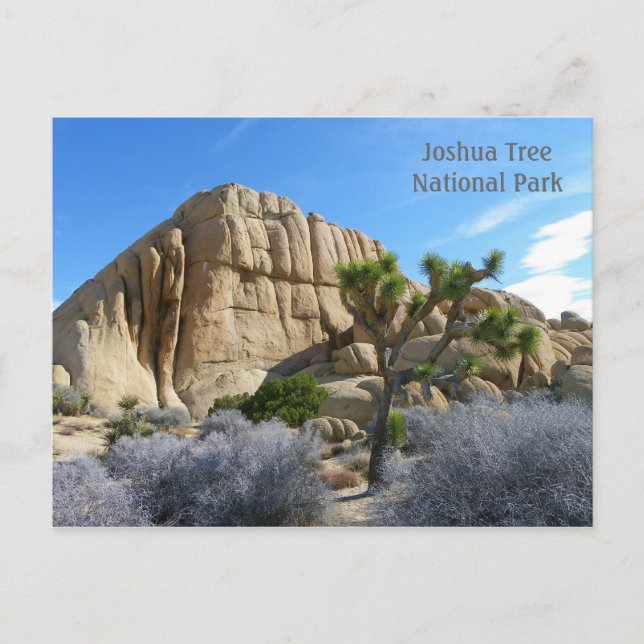 Cartão Postal Cartão-postal Joshua Tree! (Frente)