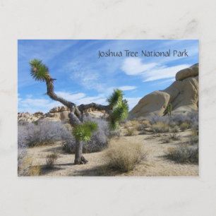 Cartão Postal Cartão-postal Joshua Tree!