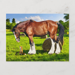 Cartão Postal Cartão-postal "Justin e um Amigo"