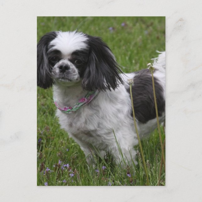 Cartão Postal Cartão-postal King Charles Spaniel (Frente)