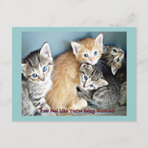 Cartão Postal Cartão-postal Kittie