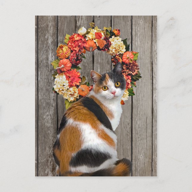 Cartão Postal Cartão-postal "Kittles" (Frente)