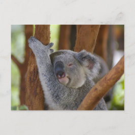Cartão Postal Cartão-postal Koala Bear