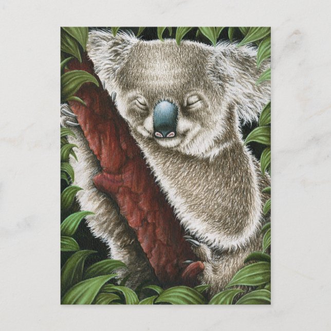 Cartão Postal Cartão-postal Koala Dormindo (Frente)
