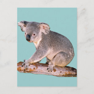 Cartão Postal Cartão-postal Koala Picture