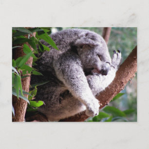 Cartão Postal Cartão-postal Koala preguiçoso