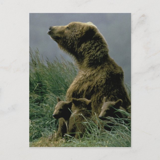 Cartão Postal Cartão-postal Kodiak Bear e Cubs (Frente)