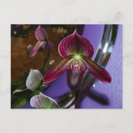 Cartão Postal Cartão-postal Lady Slipper Exótico