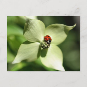 Cartão Postal Cartão-postal Ladybug Na Flor Dogwood