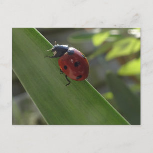 Cartão Postal Cartão-postal Ladybug na Leaf DIY