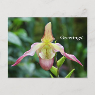 Cartão Postal Cartão-postal - Ladyslipper