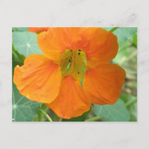 Cartão Postal Cartão-postal laranja bonito Nasturtium