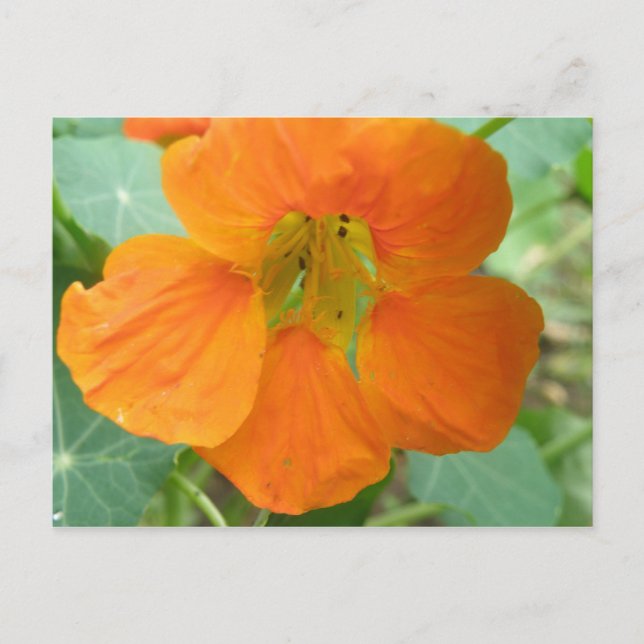 Cartão Postal Cartão-postal laranja bonito Nasturtium (Frente)