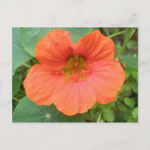 Cartão Postal Cartão-postal laranja Nasturtium