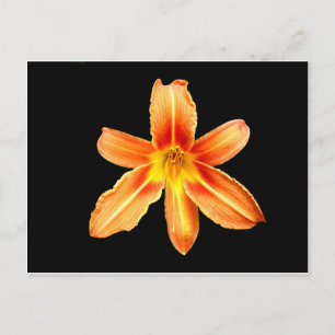 Cartão Postal Cartão-postal Laranja Tiger Lily