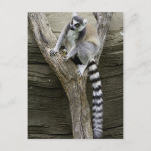 Cartão Postal Cartão-postal Lemur