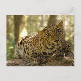 Cartão Postal Cartão-postal Leopard